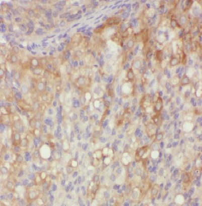 VOPP1 Antibody - BSA Free
