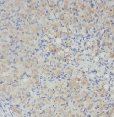 ECM2 Antibody - BSA Free