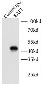 EAF1 Antibody - BSA Free