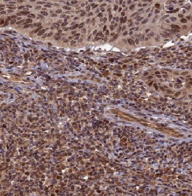 E2F7 Antibody - BSA Free
