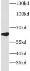 DYRK4 Antibody - BSA Free