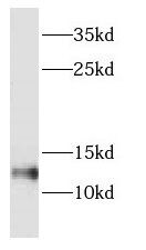 DYNLT1 Antibody - BSA Free