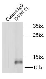 DYNLT1 Antibody - BSA Free