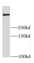 DYNC1H1 Antibody - BSA Free