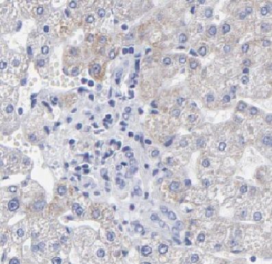 DUSP9 Antibody - BSA Free