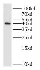 DUSP11 Antibody - BSA Free