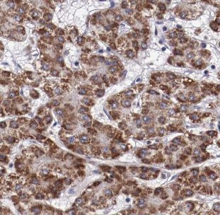 DUSP10 Antibody - BSA Free