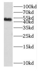 DUSP10 Antibody - BSA Free