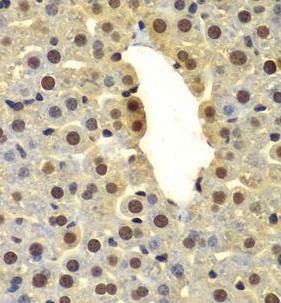 DTX2 Antibody - BSA Free