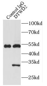 DTW Domain Containing 2 Antibody - BSA Free