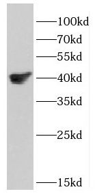 DSN1 Antibody - BSA Free