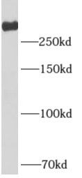UTP20 Antibody - BSA Free