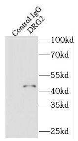 DRG2 Antibody - BSA Free