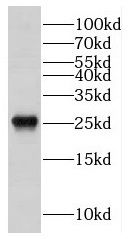 DRAP1 Antibody - BSA Free