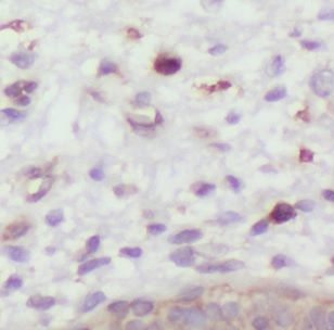 DXO Antibody - BSA Free