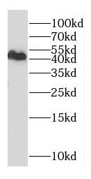DXO Antibody - BSA Free