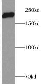 DOCK6 Antibody - BSA Free