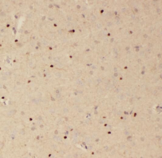 RSPH3 Antibody - BSA Free