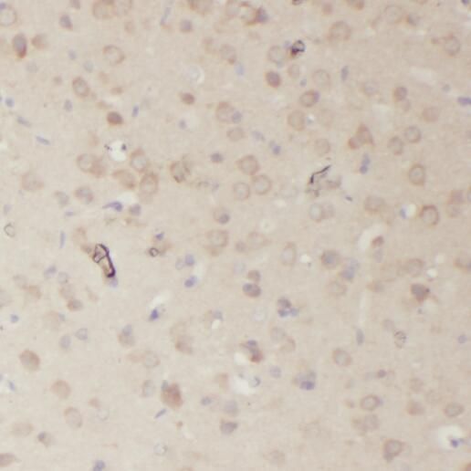 RRP7A Antibody - BSA Free
