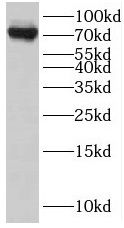 RRN3 Antibody - BSA Free