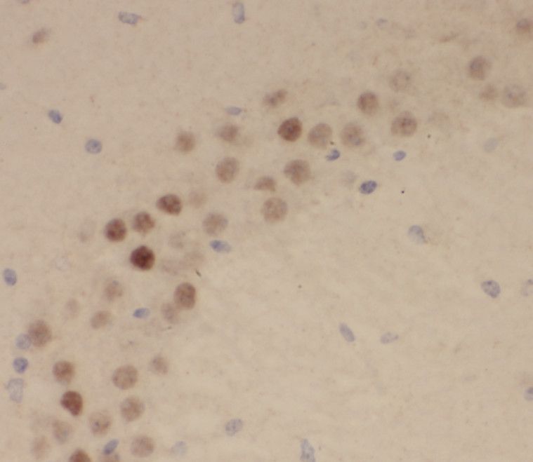 RRAGB Antibody - BSA Free