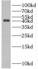 RRAGB Antibody - BSA Free