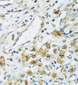 RPS7 Antibody - BSA Free