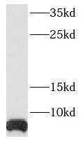 Ribosomal Protein S29 Antibody - BSA Free