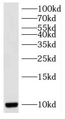 RPS27L Antibody - BSA Free