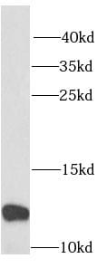Ribosomal protein S27 Antibody - BSA Free