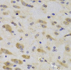 Ribosomal protein S27 Antibody - BSA Free
