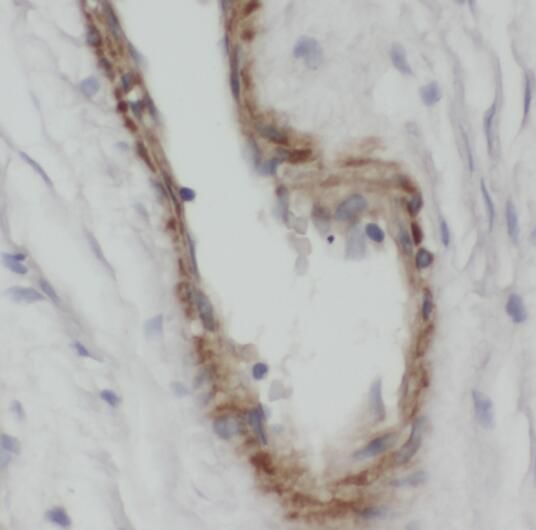 RPS26 Antibody - BSA Free