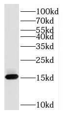 RPS26 Antibody - BSA Free