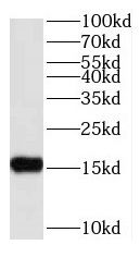 RPS25 Antibody - BSA Free