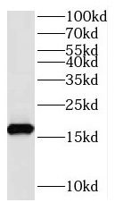 RPS24 Antibody - BSA Free