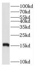 RPS20 Antibody - BSA Free