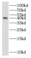 RPP40 Antibody - BSA Free