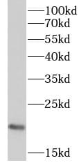 RPP21 Antibody - BSA Free