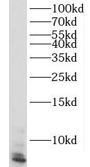 RPL39L Antibody - BSA Free