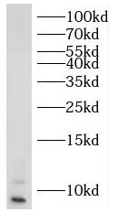 RPL39 Antibody - BSA Free
