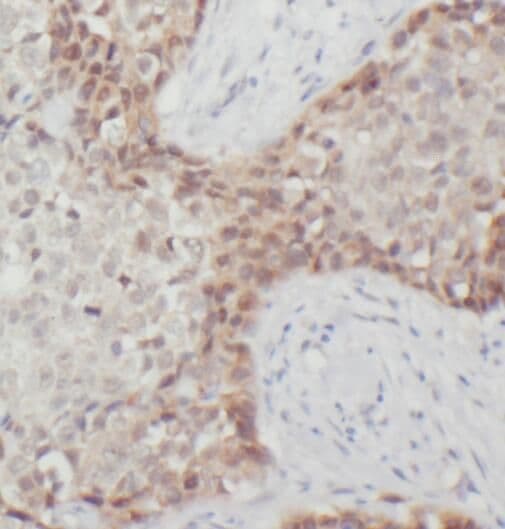 RPL37A Antibody - BSA Free