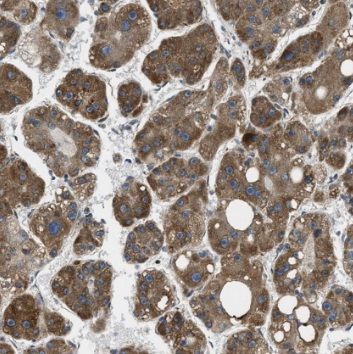 RPL36AL Antibody - BSA Free