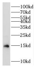 RPL35 Antibody - BSA Free