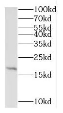 RPL27A Antibody - BSA Free