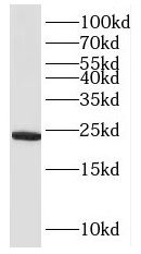 RPL26L1 Antibody - BSA Free