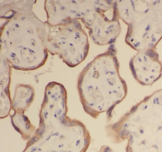 Ribosomal Protein L24 Antibody - BSA Free