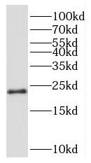 Ribosomal Protein L24 Antibody - BSA Free