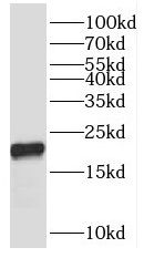 RPL12 Antibody - BSA Free
