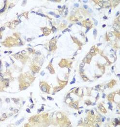 RPH3AL Antibody - BSA Free