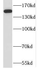 RPAP1 Antibody - BSA Free